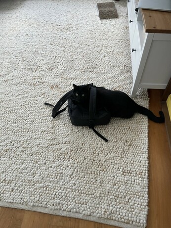 Cat with backpack