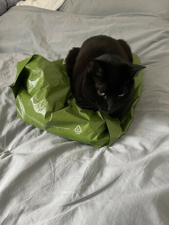 Cat sitting on plastic bag