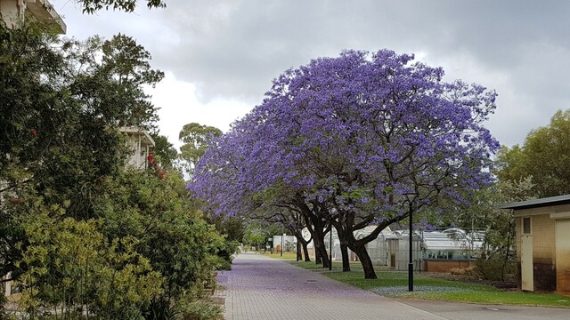 An avenue at the University of Western Australia lined with flowering blue Jacarandas. Glasshouses in the background.