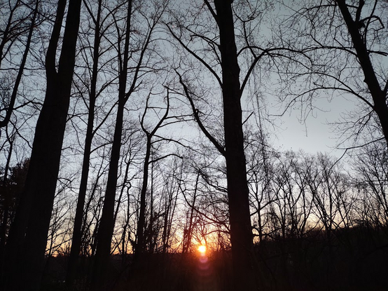 Photo: The sun just beginning to rise over a distant ridge, as seen through the bare trunks of trees. The trees are dark silhouettes. The sky is pale blue except along the horizon, where a stripe of salmon surrounds the blazing gold orb of the sun.