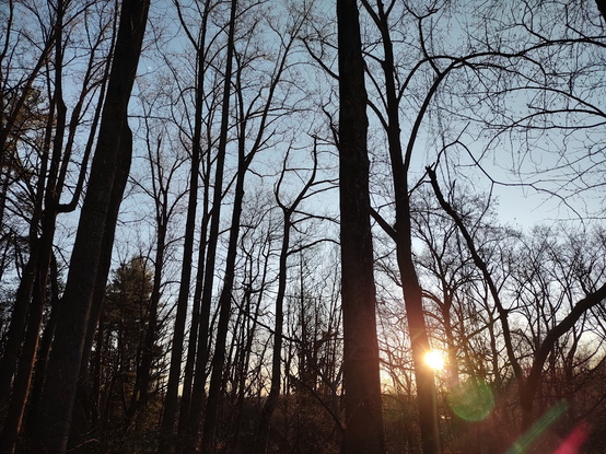 Photo: A few minutes after sunrise, the sun just as seen over a distant ridge, through the bare trunks of trees. The trees are lightening silhouettes. The sky is beginning to turn deep blue except above the horizon, where a stripe of light salmon surrounds the blazing gold orb of the sun.
